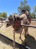 Besuch einer Kamelfahrt, Yulara, Australien &ndash; &copy; Julian Bartsch (Eberhardt TRAVEL)