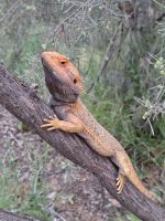 Batagame, Alice Springs, Australien &ndash; &copy; Julian Bartsch (Eberhardt TRAVEL)