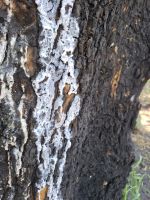 Austretende Flüssigkeit aus einem Baum, Arnhemland, Australien &ndash; &copy; Julian Bartsch (Eberhardt TRAVEL)