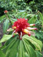Botanischer Garten von Cairns, Australien &ndash; &copy; Julian Bartsch (Eberhardt TRAVEL)