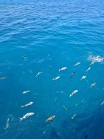 Great Barrier Reef, Australien &ndash; &copy; Julian Bartsch (Eberhardt TRAVEL)
