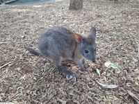 Wallaby, Featherdale Wildlife Park, Australien  &ndash; &copy; Julian Bartsch (Eberhardt TRAVEL)
