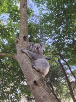 Koala im Featherdale Wildlife Park, Australien &ndash; &copy; Julian Bartsch (Eberhardt TRAVEL)