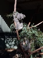 Koala im Featherdale Wildlife Park, Australien &ndash; &copy; Julian Bartsch (Eberhardt TRAVEL)