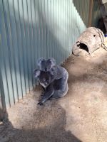 Koalas im Featherdale Wildlife Park, Australien &ndash; &copy; Julian Bartsch (Eberhardt TRAVEL)