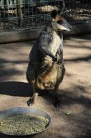 Featherdale Wildlife Park &ndash; &copy; Elisa Müller (Eberhardt TRAVEL)