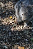 Wombat &ndash; &copy; Elisa Müller (Eberhardt TRAVEL)