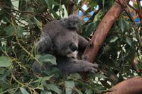 Featherdale Wildlife Park &ndash; &copy; Elisa Müller (Eberhardt TRAVEL)