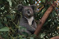 Featherdale Wildlife Park &ndash; &copy; Elisa Müller (Eberhardt TRAVEL)