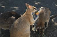 Featherdale Wildlife Park &ndash; &copy; Elisa Müller (Eberhardt TRAVEL)