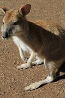 Featherdale Wildlife Park &ndash; &copy; Elisa Müller (Eberhardt TRAVEL)