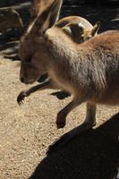 Featherdale Wildlife Park &ndash; &copy; Elisa Müller (Eberhardt TRAVEL)