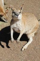 Featherdale Wildlife Park &ndash; &copy; Elisa Müller (Eberhardt TRAVEL)