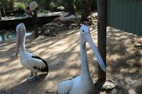 Featherdale Wildlife Park – Pelikane &ndash; &copy; Martin Jentzsch (Eberhardt TRAVEL)