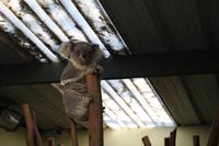 Featherdale Wildlife Park – Koala &ndash; &copy; Martin Jentzsch (Eberhardt TRAVEL)