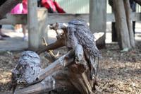 Featherdale Wildlife Park – Eulen &ndash; &copy; Martin Jentzsch (Eberhardt TRAVEL)