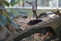 Featherdale Wildlife Park – Tasmanischer Teufel &ndash; &copy; Martin Jentzsch (Eberhardt TRAVEL)