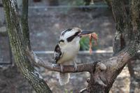 Featherdale Wildlife Park &ndash; &copy; Martin Jentzsch (Eberhardt TRAVEL)