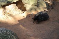 Featherdale Wildlife Park – Echidna &ndash; &copy; Martin Jentzsch (Eberhardt TRAVEL)