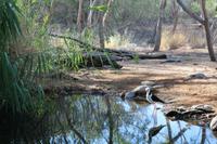 Alice Springs – Desert Park &ndash; &copy; Martin Jentzsch (Eberhardt TRAVEL)