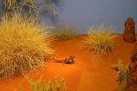 Alice Springs – Desert Park &ndash; &copy; Martin Jentzsch (Eberhardt TRAVEL)