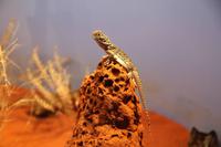 Alice Springs – Desert Park &ndash; &copy; Martin Jentzsch (Eberhardt TRAVEL)