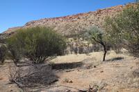 Alice Springs – Desert Park &ndash; &copy; Martin Jentzsch (Eberhardt TRAVEL)