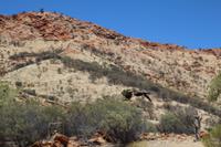 Alice Springs – Desert Park &ndash; &copy; Martin Jentzsch (Eberhardt TRAVEL)
