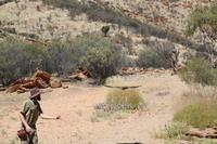 Alice Springs – Desert Park &ndash; &copy; Martin Jentzsch (Eberhardt TRAVEL)