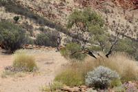 Alice Springs – Desert Park &ndash; &copy; Martin Jentzsch (Eberhardt TRAVEL)