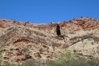 Alice Springs – Desert Park &ndash; &copy; Martin Jentzsch (Eberhardt TRAVEL)