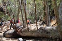 Western Macdonnell Ranges – Standley Chasm &ndash; &copy; Martin Jentzsch (Eberhardt TRAVEL)