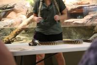 Darwin – Crocosaurus Cove – Schlangenfütterung &ndash; &copy; Martin Jentzsch (Eberhardt TRAVEL)