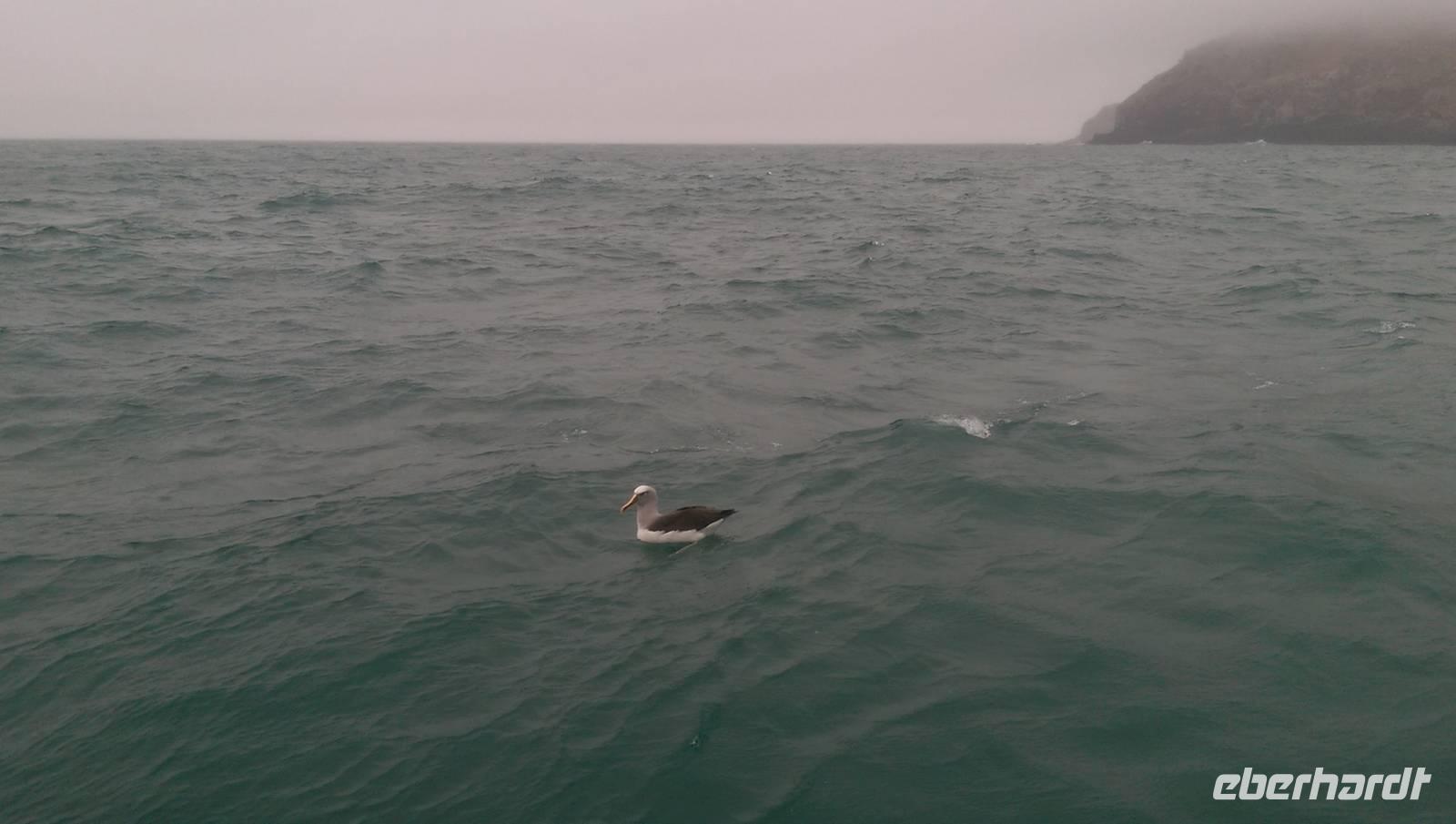 Albatrosstour &ndash; &copy; Manuela Kreuz (Eberhardt TRAVEL)