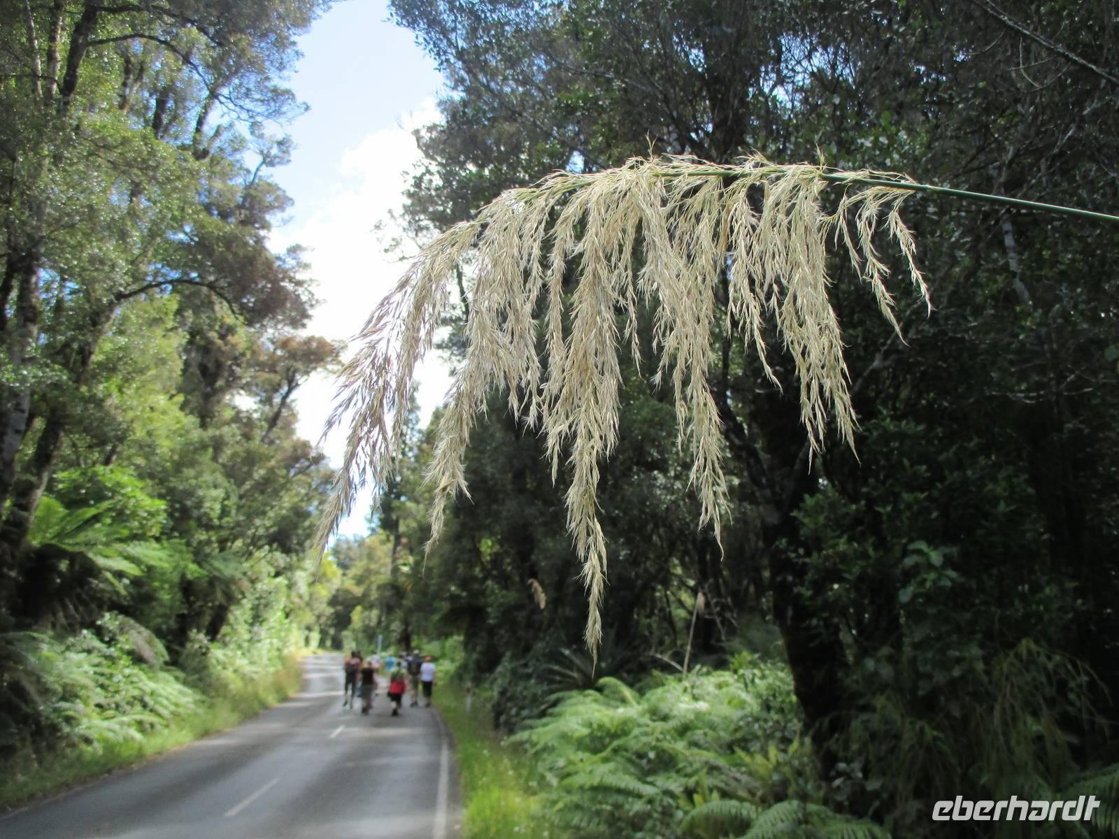 Spaziergang Ohakune &ndash; &copy; Manuela Kreuz (Eberhardt TRAVEL)