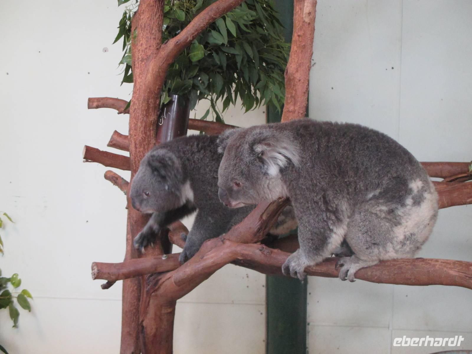 im Wildlife Park &ndash; &copy; Manuela Kreuz (Eberhardt TRAVEL)
