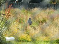 ein Takahe &ndash; &copy; Manuela Kreuz (Eberhardt TRAVEL)