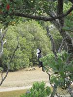 Kormorane &ndash; &copy; Manuela Kreuz (Eberhardt TRAVEL)