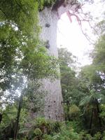 größter lebender Kauri &ndash; &copy; Manuela Kreuz (Eberhardt TRAVEL)