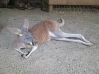im Wildlife Park &ndash; &copy; Manuela Kreuz (Eberhardt TRAVEL)