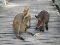 Rainforest Habitat Wildlife Park &ndash; &copy; Manuela Kreuz (Eberhardt TRAVEL)