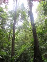 Daintree Nationalpark &ndash; &copy; Manuela Kreuz (Eberhardt TRAVEL)