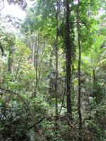 Daintree Nationalpark &ndash; &copy; Manuela Kreuz (Eberhardt TRAVEL)