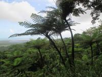 Daintree Nationalpark &ndash; &copy; Manuela Kreuz (Eberhardt TRAVEL)