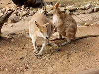 Featherdale Wildlife Park  &ndash; &copy; Rebekka Böhme (Eberhardt TRAVEL)