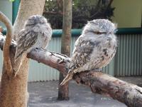 Featherdale Wildlife Park  &ndash; &copy; Rebekka Böhme (Eberhardt TRAVEL)