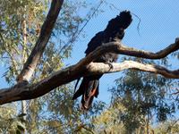 Desert Park Alice Springs &ndash; &copy; Rebekka Böhme (Eberhardt TRAVEL)