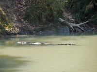 Alligator River  &ndash; &copy; Rebekka Böhme (Eberhardt TRAVEL)
