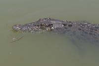 Krokodil &ndash; &copy; Rebekka Böhme (Eberhardt TRAVEL)