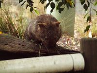 Featherdale Wildlife Park &ndash; &copy; Juliane Voigt (Eberhardt TRAVEL)